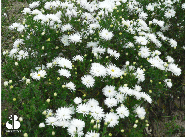 Aster dumosus   'Aramis White'